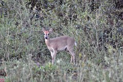 39: 1_DSC_7499_lores