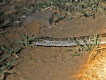 41: 1_DSC_7536_lores