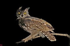 42: 1_DSC_7567_lores