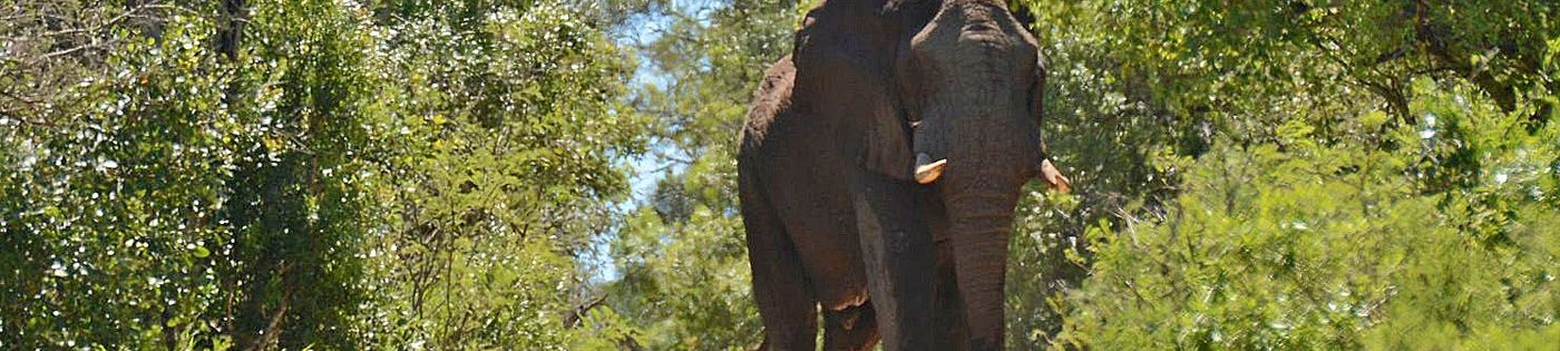 HluHluwe iMfolozi Park