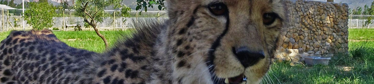 Paarl Cheetah Experience
