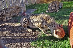 15: 1_DSC00614_lores