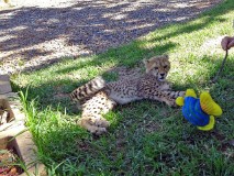 29: 1_DSC00693_lores