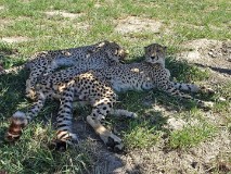 41: 1_DSC00732_lores