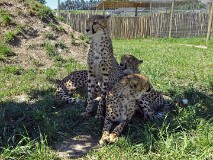 51: 1_DSC00745_lores