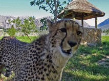 Paarl Cheetah Experience