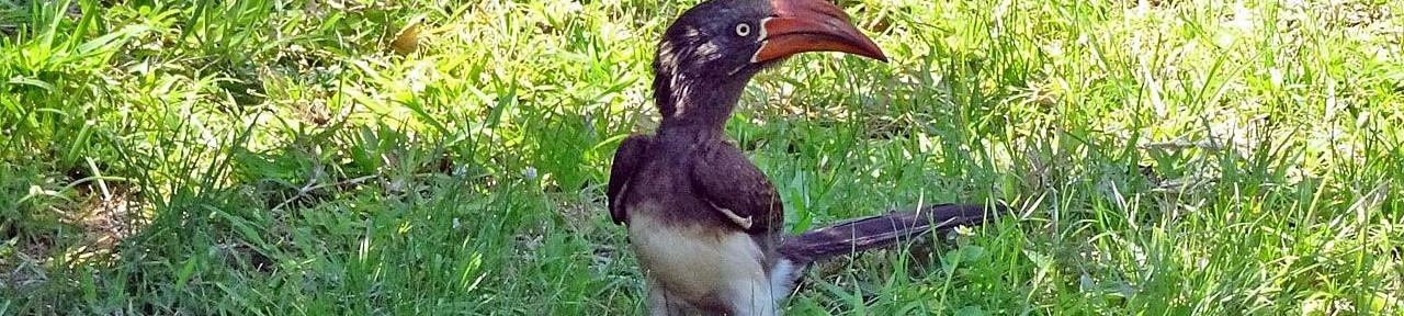 St. Lucia Hornbill House