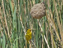 32: 1_DSC01464_lores