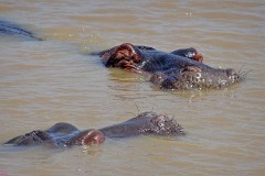 24: 1_DSC01470_lores