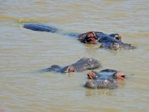 25: 1_DSC01471_lores