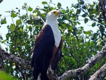 29: 1_DSC01478_lores