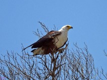 31: 1_DSC01495_lores