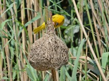 33: 1_DSC_5916_lores