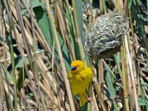 34: 1_DSC_5921_lores