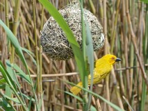 37: 1_DSC_5929_lores