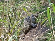 39: 1_DSC_5932_lores