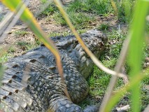 41: 1_DSC_5935_lores