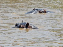 43: 1_DSC_5944_lores