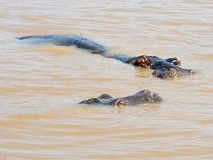 44: 1_DSC_5954_lores