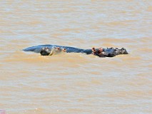 49: 1_DSC_5980_lores