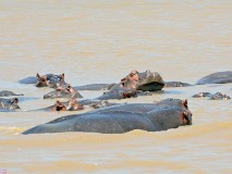 51: 1_DSC_5994_lores