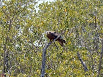 52: 1_DSC_6000_lores