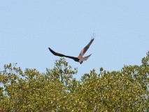 53: 1_DSC_6009_lores