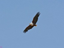 56: 1_DSC_6098_lores