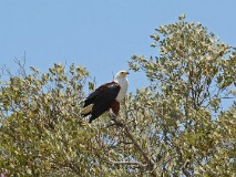 57: 1_DSC_6168_lores