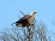 59: 1_DSC_6193_lores