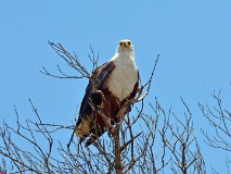 60: 1_DSC_6202_lores