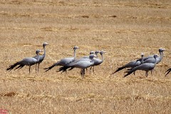 29: 1_DSC00868_lores