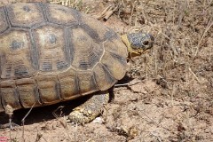 51: 1_DSC00904_lores