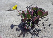 58: 1_DSC00937_lores