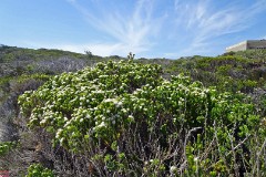 63: 1_DSC00950_lores