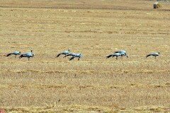 27: 1_DSC_5651_lores