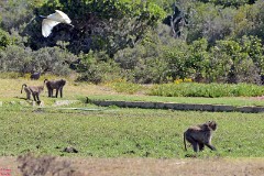 41: 1_DSC_5737_lores