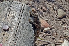 10: 1_DSC01182_lores