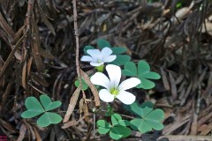 11: 1_DSC01222_lores