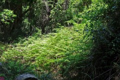 17: 1_DSC01247_lores