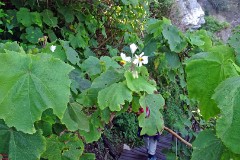 13: 1_DSC01104_lores