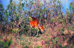 3: Dikdik