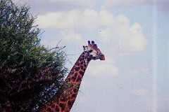 5: Giraffe02