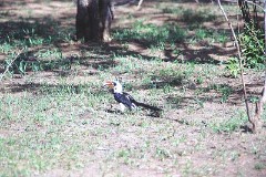 6: Hornbill001
