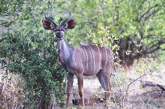 7: Kudu001