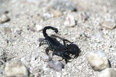 16: skorpion001