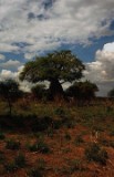 2: Baobab01