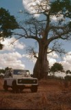 6: Baobab02