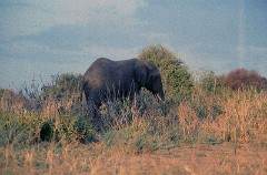 7: Tembo01